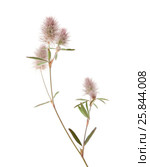 Клевер пашенный, Trifolium arvense, изолированно на белом. Стоковое фото, фотограф Tamara Kulikova / Фотобанк Лори