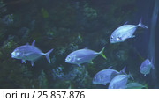 Thunnus in saltwater aquarium stock footage video. Стоковое видео, видеограф Юлия Машкова / Фотобанк Лори