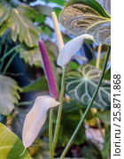 Спатифиллум (Spathiphyllum) и Антуриум Андре (Anthurium Andraeanum) рядом. Мужское и женское счастье. Стоковое фото, фотограф Светлана Васильева / Фотобанк Лори