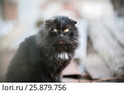 Уличный бойцовый кот. Стоковое фото, фотограф Сайганов Александр / Фотобанк Лори