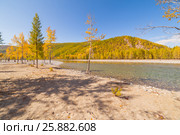 Yellow, autumn trees on the banks of a dry river. Стоковое фото, фотограф Виталий Веревкин / Фотобанк Лори