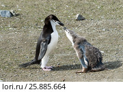 Chinstrap penguin feeding chick. Стоковое фото, фотограф Vladimir / Фотобанк Лори