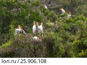 Beautiful Painted Stork (Mycteria leucocephala), Anuradhapura, Sri Lanka, Asia. Стоковое фото, агентство BE&W Photo / Фотобанк Лори