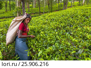 A Tamil woman from Sri Lanka breaks tea leaves on tea plantation with the traditional tea plucking method at haputale, Sri Lanka. Редакционное фото, агентство BE&W Photo / Фотобанк Лори