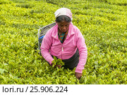 A Tamil woman from Sri Lanka breaks tea leaves on tea plantation with the traditional tea plucking method at haputale, Sri Lanka. Редакционное фото, агентство BE&W Photo / Фотобанк Лори