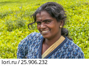A Tamil woman from Sri Lanka breaks tea leaves on tea plantation with the traditional tea plucking method at haputale, Sri Lanka. Редакционное фото, агентство BE&W Photo / Фотобанк Лори
