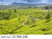 Hill country tea plantation in the Central Highlands near Nuwara Eliya, Sri Lanka, Asia. Стоковое фото, агентство BE&W Photo / Фотобанк Лори