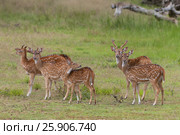 The chital or cheetal (Axis axis), also known as spotted deer or axis deer, Yala National park, Sri Lanka. Стоковое фото, агентство BE&W Photo / Фотобанк Лори