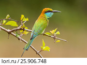 Little green bee-eater (merops orientalis), Yala National Park, Sri Lanka, Asia. Стоковое фото, агентство BE&W Photo / Фотобанк Лори