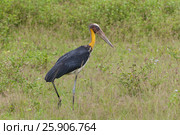 The greater adjutant (Leptoptilos dubius) a member of the stork family, Ciconiidae. Yala National park, Sri Lanka. Стоковое фото, агентство BE&W Photo / Фотобанк Лори