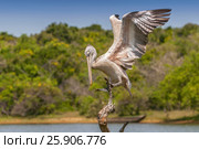 Spot-billed pelican or grey pelican (Pelecanus philippensis), Yala national patk, Sri Lanka. Стоковое фото, агентство BE&W Photo / Фотобанк Лори
