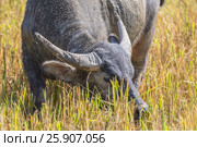Asian water buffalo, wild water buffalo, carabao (Bubalus bubalis, Bubalus arnee), in Vang Vieng, Laos. Стоковое фото, агентство BE&W Photo / Фотобанк Лори