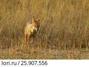 Indian Jackal (Canis aureus indicus), also known as the Himalayan Jackal, Rantambore National Park, India. Стоковое фото, агентство BE&W Photo / Фотобанк Лори