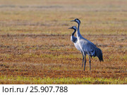 The common cranes (Grus grus), also known as the Eurasian cranes, Biebrzanski National Park, Poland. Стоковое фото, агентство BE&W Photo / Фотобанк Лори