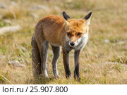 Young european Red fox (Vulpes vulpes), Babia Gora National Park, Poland. Стоковое фото, агентство BE&W Photo / Фотобанк Лори