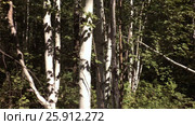 Summer impassable taiga in Klyuchevskoy Nature Park stock footage video (2017 год). Редакционное видео, видеограф Юлия Машкова / Фотобанк Лори