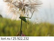 Green locusts are sitting on large dandelion in the Crimea. Стоковое фото, фотограф Юлия Машкова / Фотобанк Лори