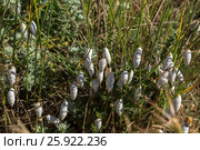 Scattering of snails with white seashells on green grass. Стоковое фото, фотограф Юлия Машкова / Фотобанк Лори