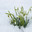 Первоцветы в снегу. Галантус Воронова.  lat. Galanthus woronowii. Стоковое фото, фотограф Абрамова Ксения / Фотобанк Лори