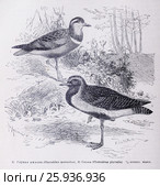 1) Глупая ржанка (Charadrius morinellus), 2) Сивка (Charadrius Pluvialis) Стоковая иллюстрация, иллюстратор Вера Смолянинова / Фотобанк Лори