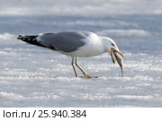 Хохотунья. Yellow-legged Gull (Larus cachinnans). The species of bird is identificated rough. Стоковое фото, фотограф Василий Вишневский / Фотобанк Лори