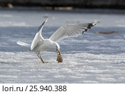 Хохотунья. Yellow-legged Gull (Larus cachinnans). The species of bird is identificated rough. Стоковое фото, фотограф Василий Вишневский / Фотобанк Лори