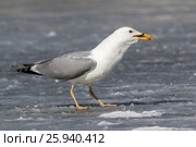 Хохотунья. Yellow-legged Gull (Larus cachinnans). The species of bird is identificated rough. Стоковое фото, фотограф Василий Вишневский / Фотобанк Лори
