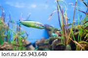 Ornate wrasse Thalassoma pavo. Small yellow fish. Стоковое фото, фотограф Ярослав Данильченко / Фотобанк Лори