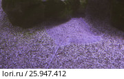 Spotted stingray in saltwater aquarium stock footage video. Стоковое видео, видеограф Юлия Машкова / Фотобанк Лори
