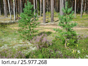 Природа Селигера. Вереск обыкновенный (лат. Calluna vulgaris) и ягель (лат. Cladonia rangiferina) на опушке соснового бора. Стоковое фото, фотограф Елена Коромыслова / Фотобанк Лори