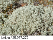 Природа Селигера. Кладония лесная (lat. Cladonia arbuscula) Стоковое фото, фотограф Елена Коромыслова / Фотобанк Лори