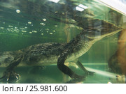Beautiful caiman crocodile. Стоковое фото, фотограф Jan Jack Russo Media / Фотобанк Лори