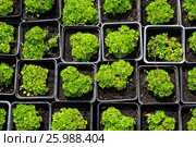 Seedlings of succulents in pots with earth. Стоковое фото, фотограф Юлия Машкова / Фотобанк Лори
