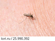 Bloodsucking mosquito. Стоковое фото, фотограф Tatjana Romanova / Фотобанк Лори