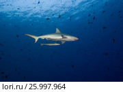 Grey reef shark (Carcharhinus amblyrhynchos) school of fish red-toothed triggerfish (Odonus niger) in blue water, Indian Ocean, Maldive. Стоковое фото, фотограф Некрасов Андрей / Фотобанк Лори