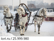 January 20 - 2013, Russia Troyka -three horses racing - winter President Cup of Russia in Moscow. Редакционное фото, фотограф Александр Новиков / Фотобанк Лори