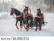 January 20 - 2013, Russia Troyka -three horses racing - winter President Cup of Russia in Moscow. Редакционное фото, фотограф Александр Новиков / Фотобанк Лори