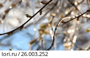 Весенние заморозки, погодные аномалии. Weather anomalies, frosts.  Лёд на дереве в весеннем лесу. Стоковое видео, видеограф Светлана Промысловская / Фотобанк Лори