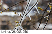 Weather anomalies, frosts. Branch of a tree with small leaves and kidneys, covered with ice. Погодные аномалии, заморозки. Лед на ветках весенних  деревьев с распустившимися почками. Стоковое видео, видеограф Светлана Промысловская / Фотобанк Лори