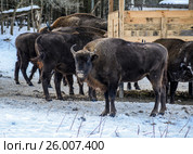 Зубры в заповеднике "Калужские засеки" (2016 год). Редакционное фото, фотограф Александра Дебрянская / Фотобанк Лори