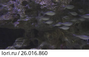 Beautifully Marine Aquarium with silvery fish stock footage video. Стоковое видео, видеограф Юлия Машкова / Фотобанк Лори