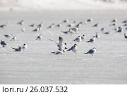 Чайка озерная. Black-headed (Larus ridibundus). Стоковое фото, фотограф Василий Вишневский / Фотобанк Лори