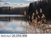 Камыши над водой. Стоковое фото, фотограф Успенская Елена / Фотобанк Лори