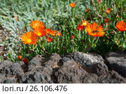 Red Finger Vygie blossom flowers. Стоковое фото, фотограф Татьяна Кахилл / Фотобанк Лори