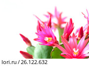 Розовые цветы Декабриста (Schlumbergera) на белом фоне. Стоковое фото, фотограф E. O. / Фотобанк Лори