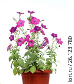 Petunia in a pot isolated on white background. Стоковое фото, фотограф Михаил Яковлев (ktynzq) / Фотобанк Лори