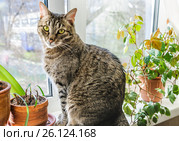 Европейский короткошерстный кот на подоконнике. Стоковое фото, фотограф Алёшина Оксана / Фотобанк Лори