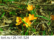 Primroses flowering yellow crocus. Стоковое фото, фотограф Смирнова Юлия / Фотобанк Лори