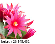 Цветы Декабриста (Schlumbergera), изолировано на белом фоне. Стоковое фото, фотограф E. O. / Фотобанк Лори