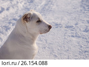 Профиль 4-месячной суки породы алабай. Стоковое фото, фотограф Светлана Попова / Фотобанк Лори